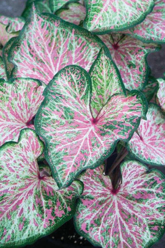 Florida is the sole source of caladiums for the world. UF/IFAS scientist Zhanao Deng has just released four new varieties of this popular ornamental plant, including ‘Dots Delight,’ and ‘White Lightning,’ shown here.